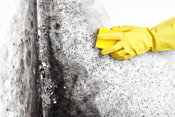 Mold Removal for HVAC Installations in West Monroe, MI