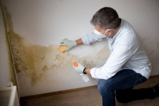Best Water Damage & Mold Remediation  in West Monroe, MI